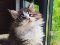 Tüm aşı ve belgeleri ile eksiksiz dernek kayıtlı şecereli maine coon