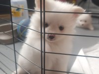 Dişi Pomeranian Spitz Yavrumuz Sahiplendirilecektir