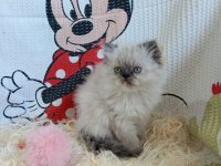 Yavru İran Kedileri