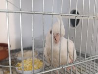 Evcil Yavru Sultan Papağanı