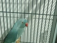 Hazır damızlık dişi pakistan papağanı