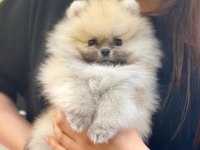 Teddy Bear Pomeranian Yavruları