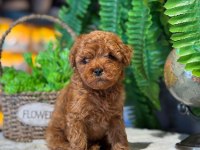 Teslime Hazır 2 Aylik Kore Poodle Bebekler