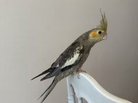 Sultan papağanlar sahiplendirilecekler