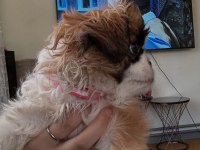 2 Aylık Pekinez Yavrusu