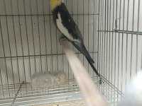 2 Aylık Evcil Yeme Düşmüş Sultan Papağanı Yavrular