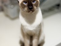 Siyam Kedilerimizi Sahiplendirmek İstiyoruz