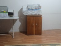 Slm Bir Çift Yerli Takım Muhabbet Kuşum Satılıktır