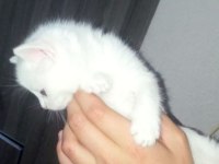 Renk Renk British Shorthair Bebekler