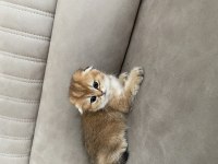 Scottish fold golden