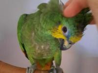 Amazon papağanımız 7 aylık
