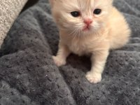 İran Kedisi Yavrular