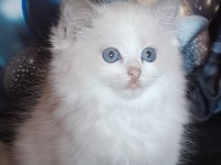 Derin gözlü ragdoll kedimiz