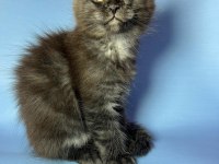 Safkan Maine Coon Smoke Yavrular