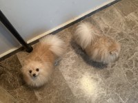 Pomeranian 9 Aylık