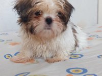 Ev Ortamında Büyüyen Shih Tzu Köpekler