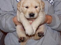 Golden retriever yavruları yeni aileleri ile tanışmaya hazır
