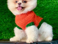 Orijinal Güler Yüzlü Show Kalite Pomeranian Yavrumuz