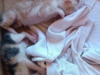 Acil yuva aranıyor kedimize