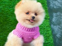 Orijinal pomeranian köpeğimiz