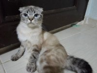 Ücretsiz Sahiplendirme Scottish Fold Kedim