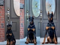 Sağlık Ve Irk Garantili Doberman Köpekleri