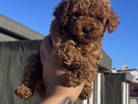Red Brown Toy Poodle Yavrular