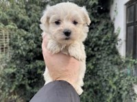 Teacup Maltese Terrier Yavrularımız
