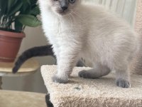 2 Aylık Yavru Kediler