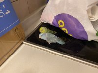 Çift Forpus Papağanı Ve Malzemeler