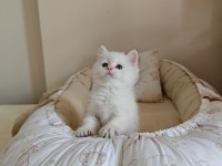 Anne Baba Full Şecereli Show Kedisi British Shorthair