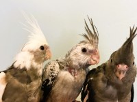 Yavru Sultan Papağanları Full Evcil Yeme Düşmüş Wf White