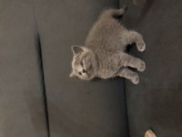 Ayı Surat Scottish Fold Kızlarım