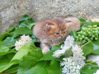 British Longhair Yavru Kediler