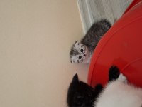 Minnak Kediler Koşuyor