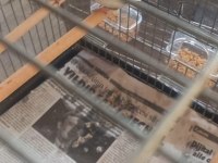 Damızlık Yumurtalı Bengay