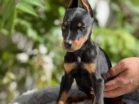 Yeni yuvaya hazır doberman yavruları