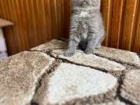 Gri British Shorthair Güzellikler