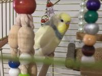 Muhabbet Kuşu Çift