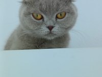 Safkan Scottish Fold