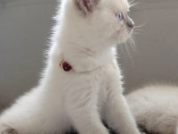 Bayram Şekeri Kedimiz