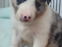 Çok Kaliteli Border Collie Yavruları İstanbul