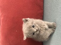 British yavru kedimiz