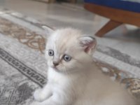 British Yavrularımız Yeni Yuvalarına Gitmeye Hazırlar