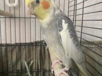 Damızlık sultan papağanı