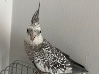 Ele alışık sultan papağanımız rıfkı