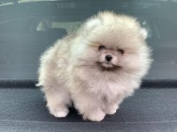 %100 Orjinal Ayı Surat Pomeranian Yavruları