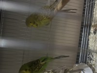 Yavru Jumbo Muhabbet Kuşları