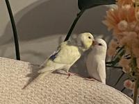 Muhabbet kuşu çift