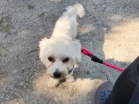 11 Aylık Erkek Köpeğimiz İçin Ömürlük Yuva Arıyoruz